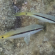 Red Sea Goatfish