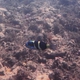 Black-barred Wrasse