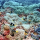 Yellowtail Clownfish