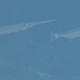 Garfish