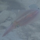 Long-finned Squid