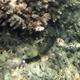 Floral Wrasse