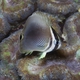 Eastern Triangular Butterflyfish (Juvenile)