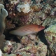 Eight-lined Wrasse