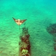 Ocellated Eagle Ray