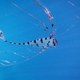 Scalloped Ribbonfish (Juvenile)