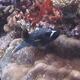 Black-spotted Puffer