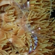 Holthuis Cleaner Shrimp
