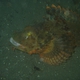 Tasseled Scorpionfish