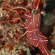 Durban Hingebeak Shrimp