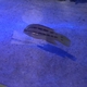 Mexican Hogfish (Juvenile)