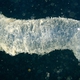 Diamond Squid (Egg Mass)