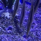 Rigid Shrimpfish