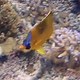Dotted Butterflyfish