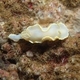 Pallid Nudibranch