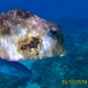 Buffalo Trunkfish