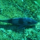 Doublebar Goatfish
