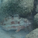Redtail Parrotfish 