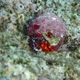 Polka-dotted Hermit Crab