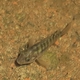 Sphinx Goby