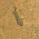 Sphinx Goby