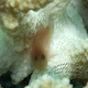 Okinawa Goby