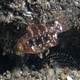 Twospot Wrasse