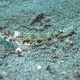 Shadow Goby