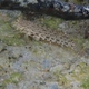Ornate Goby