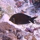 Brown Surgeonfish