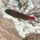 Firetail Devil
