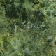 Lined Rockskipper