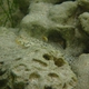 Ornate Goby