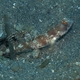 Monster Shrimpgoby