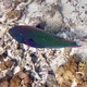Dusky Parrotfish