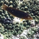 Striated Wrasse