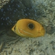 Blue-lashed Butterflyfish
