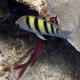 Golden Trevally (Juvenile)