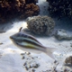 Three-striped Whiptail