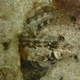 Cylindrical Sandperch