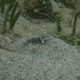 Blue-speckled Shrimpgoby