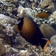 Mimic Surgeonfish