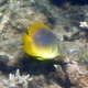 Golden-striped Butterflyfish