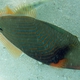 Orange-lined Triggerfish