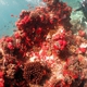 Verrucose Pocillopora Coral