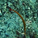Yellow-banded Pipefish
