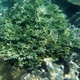Pulchra Coral