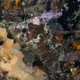 Guam Scorpionfish