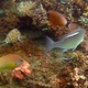 Ring-tailed Cardinalfish
