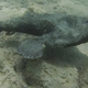 Shortnose Batfish